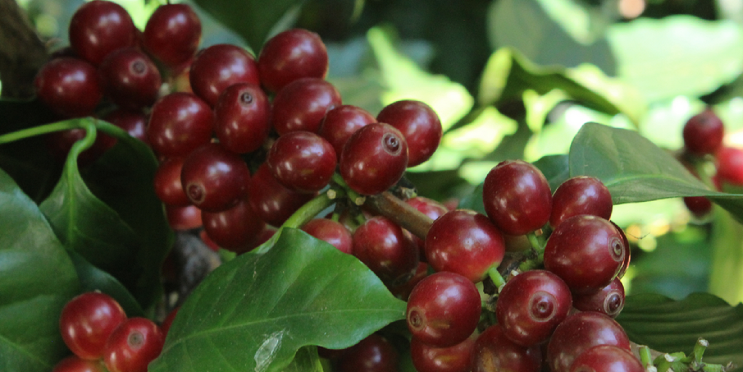 MARSELLESA Premium Specialty Grade -2026 CROPS-