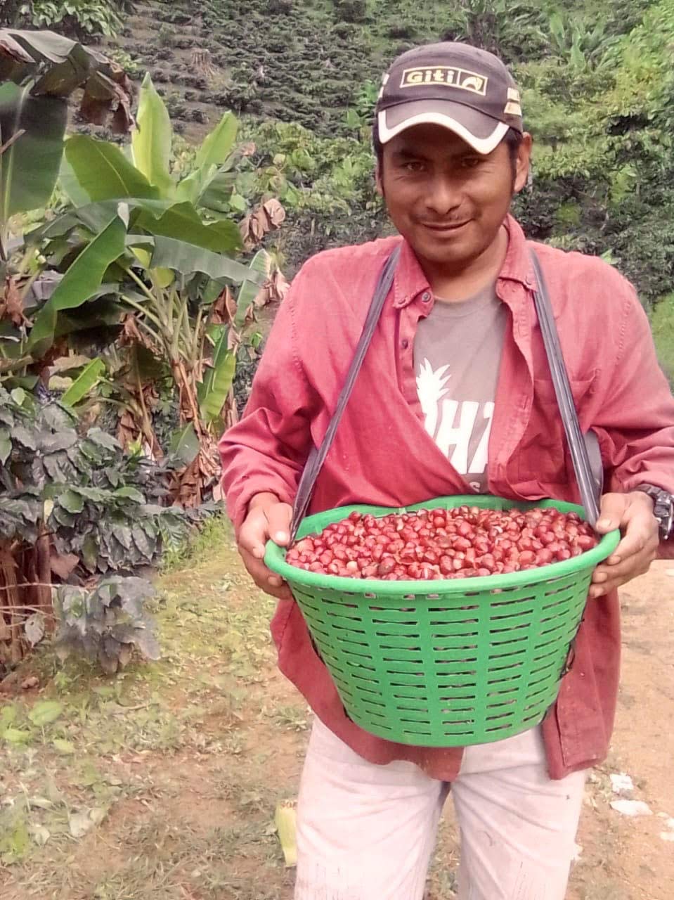 MARSELLESA Premium Specialty Grade -2025 CROPS-